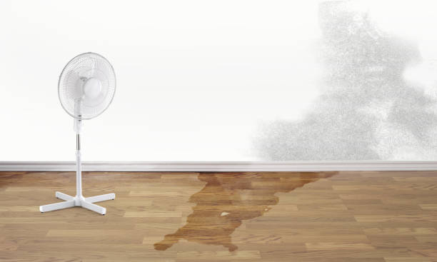 Best Ceiling water damage repair  in Blountville, TN